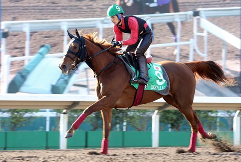 Lucky Lilac - Hong Kong International Races trackwork - December 7, 2019