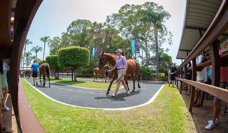 2020 Magic Millions Gold Coast Yearling Sale Scene