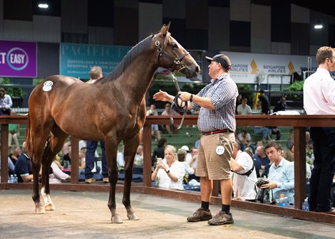 2020 Gold Coast Yearling Sale, Lot 877<br><br />
Redoute&#39;s Choice (AUS) - Traceability (AUS)<br><br />
$900,000