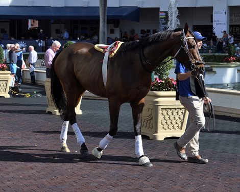 Arklow schooling at Gulfstream Park, January 24, 2020