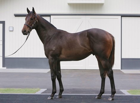 Lot 342 (Lonhro x Thames Court) colt from the draft of Cambridge Stud sells to Coolmore Australia for $675,000 at 2020 NZ Karaka Yearling Sale