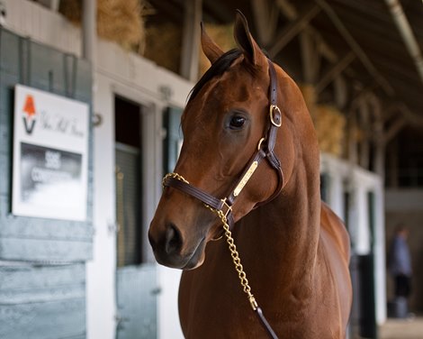 Hip 595 Confidently. Scenes during the Keeneland January sales on Jan. 11, 2020 Keeneland in Lexington, KY. 