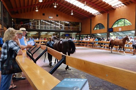 Scene at 2020 NZ Karaka Yearling Sale