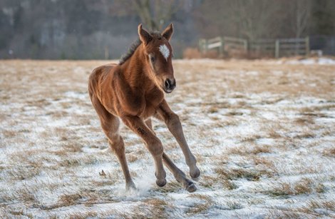 2020 filly; Hoppertunity - Rhythm in Shoes (by Rhythm)<br><br />
First reported foal for Hoppertunity