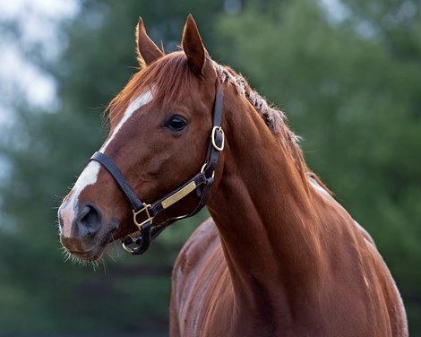 Code of Honor at Margaux Farm for some down time before returning to Shug McGaughey and his 4-year-old campaign on<br><br />
Jan. 23, 2020 Margaux Farm in Midway, KY. 