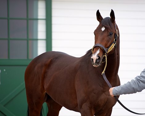 Omaha Beach parades for media, breeders and fans on<br><br />
Jan. 28, 2020 Spendthrift Farm in Lexington, KY. 