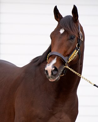 Omaha Beach parades for media, breeders and fans on Jan. 28, 2020 Spendthrift Farm in Lexington, KY.