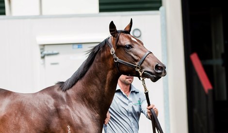 Lot 775 (Contributer x Parvati) colt from the draft of Landsdowne Park sells to Mulcaster Bloodstock for $130,000 at 2020 NZ Karaka Yearling Sale