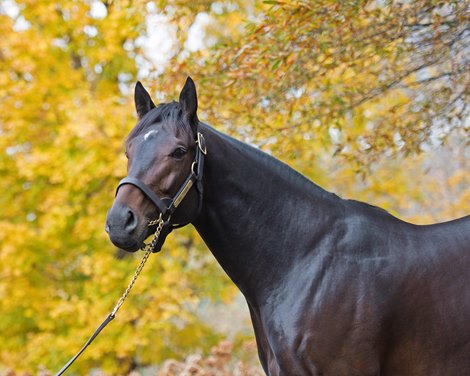 Mo Town at Ashford. Stallion open houses in Central Kentucky.