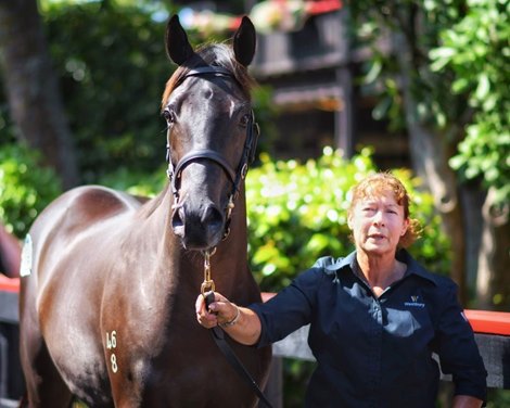 Top Lot 155, a $900,000 purchase by Garry Carvell from Westbury Stud.