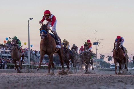 Mucho Gusto wins the G1 Pegasus World Cup.  Irad Ortiz Jockey, Trained By Bob Baffert, Gulfstream Park, Hallandale Beach, FL, 1-25-19, Photo by Mathea Kelley-racingfotos 