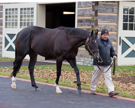 Sharp Azteca at Three Chimneys. Stallion open house in Central Kentucky.