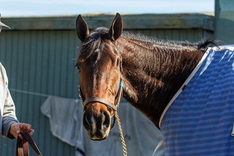 Hard Not to Love at the barn at Santa Anita Park, 1.18.2020