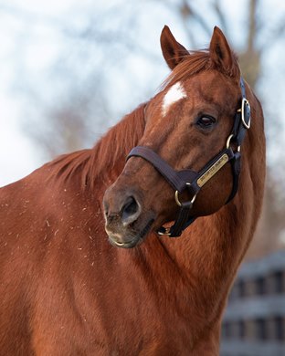 Bedrock Sire Distorted Humor Thriving at WinStar - BloodHorse