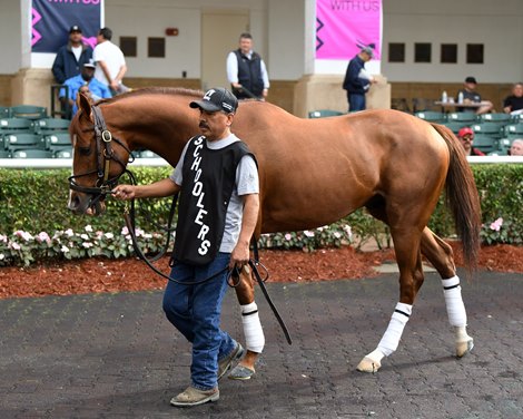 Mr Freeze - Gulfstream Park, January 24, 2020