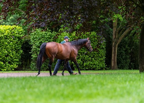 KINGMAN (Invincible Spirit x Zenda) with stallion manager Jason Imeson 