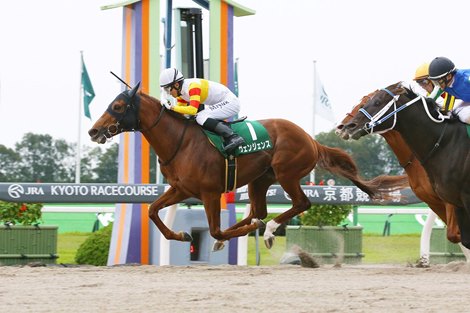 Vengeance wins the Miyako Stakes at Kyoto Racecourse