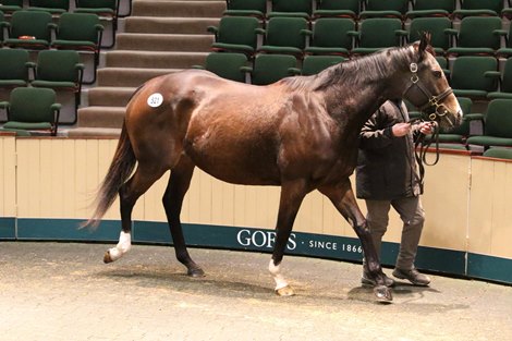 5 February 2020;  Lot 521: Vrai, by Dark Angel ex Sogno Verde from Baroda Stud who was bought for € 130,000 by John Walsh Bloodstock at Goffs February Sale.       