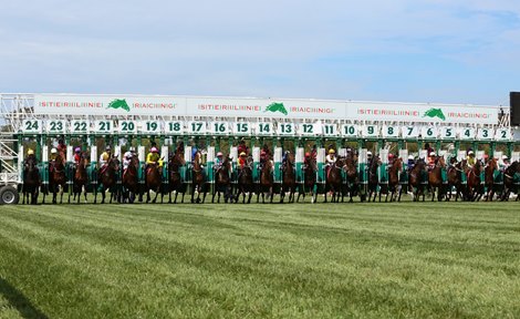 Steriline Starting Gate