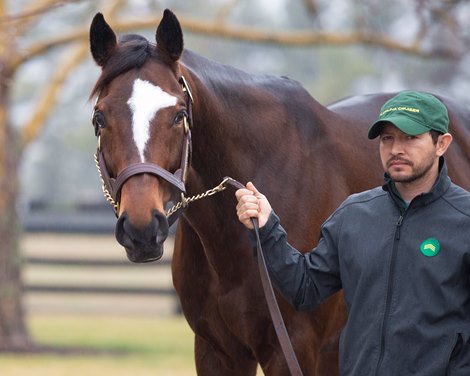 Tonalist at Lane&#39;s End Farm Press Pass 2020 on<br><br />
Feb. 4, 2020 Lane&#39;s End Farm in Versailles, KY. 