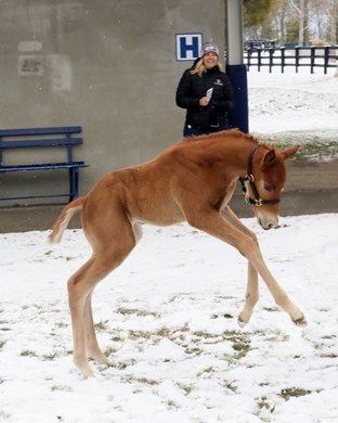 Hip 164, Mykindasaint with her Speighster Foal, Scenics, Fasig-Tipton 2020 Winter Mixed Sale