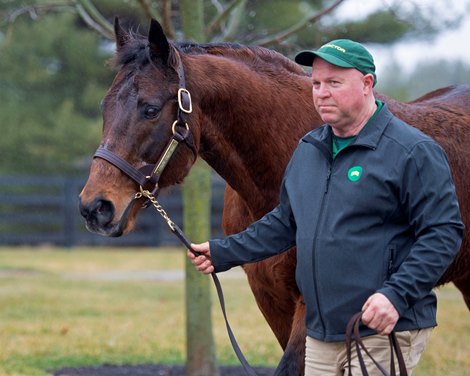 Lemon Drop Kid at Lane's End Farm Press Pass 2020 on<br>
Feb. 4, 2020 Lane's End Farm in Versailles, KY.