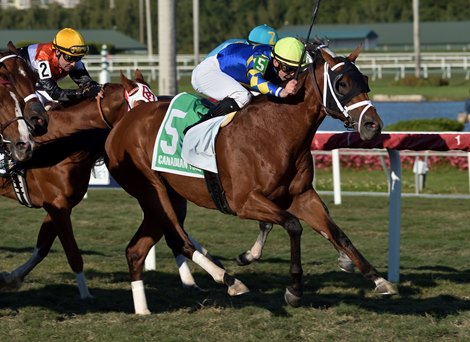 Sombeyay wins the 2020 Canadian Turf at Gulfstream Park