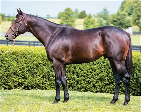 McCraken at Airdrie Stud