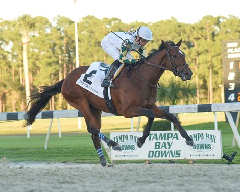 Sole Volante wins the $250,000 Grade III Sam F. Davis Stakes at Tampa Bay Downs