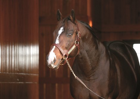 A.P. Indy at Lane&#39;s End Farm near Versailles, Ky. on Dec. 20, 2006. Leading sire of 2006.