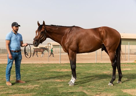 Saudi Cup Winner 2020 Maximum Security the morning after<br>
with Antonio Hernandez Saudi Cup Winner 2020 Maximum Security the morning after<br>
with Antonio Hernandez