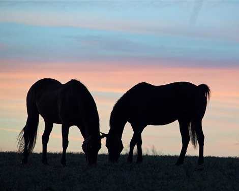 Mares at sunrise on<br>
March 26, 2020  in Versailles, KY. 