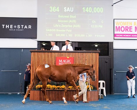 2020 Adelaide Yearling Sale, Lot 364<br><br />
colt; Nicconi - Life&#39;s Zerprise; Breeze Up Bloodstock $140,000