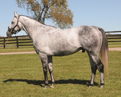 Unbridled Express, Swifty Farms