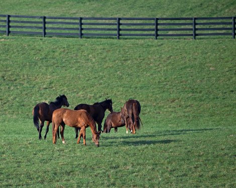 Broodmares at WinStar on March 26, 2020  in Versailles, KY.