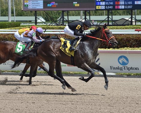 Identifier wins the 2020 Hal&#39;s Hope Stakes at Gulfstream Park                          