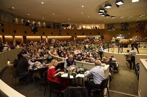 Scene at 2020 Inglis Premier Yearling Sale