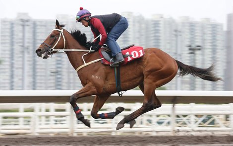 Exultant - FWD Champions Day trackwork - April 23, 2020