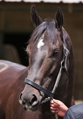 Eight Rings - Oaklawn Park - 041420