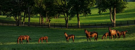 Taylor Made Farm 2018 Broodmare side.