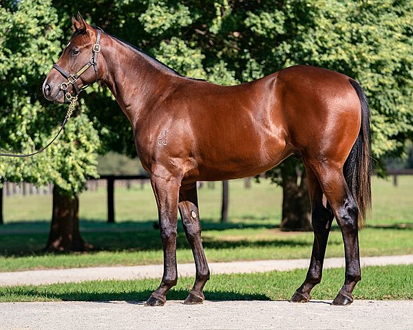 World Renowned Yearling Sale Staged Online A Success Bloodhorse