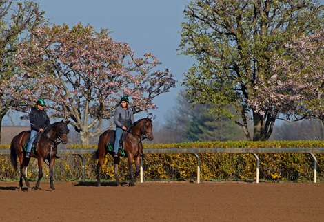 horses training<br><br />
Behind the Scenes at Keeneland during Covid19 virus and the people, horses, and essentials needed to take care of race horses on April 2, 2020 Keeneland in Lexington, KY. 