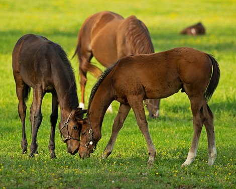 (L-R) Mayhaw and her Midnight Lute filly and Malibu Moon out of St. John’s River colt<br><br />
Mares and foals on Heaven Trees Farm near Lexington, Ky., on May 22, 2020 Heaven Trees in Lexington, KY. 