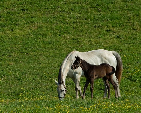 Light gray is Blessed Immaculate, colt by Free Drop Billy<br><br />
Mares and foals on Pisgah Farm near Versailles, Ky., on May 2, 2020 Pisgah Farm in Versailles, KY.