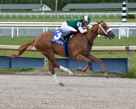 Tonalist&#39;s Shape wins the 2020 Hollywood Wildcat Stakes at Gulfstream Park                       