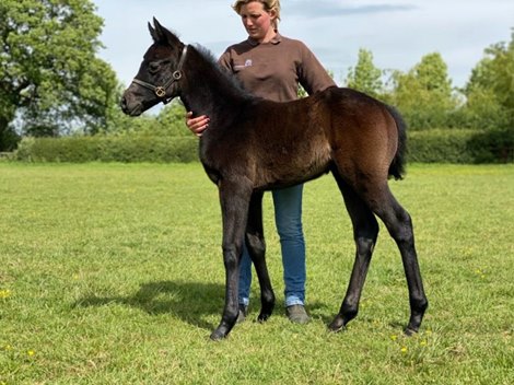 Roaring Lion filly out of Kiyoshi<br><br />
