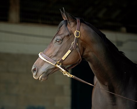 standing in shedrow Midnight Bisou at Keeneland on May 2, 2020 Keeneland in Lexington, KY. 