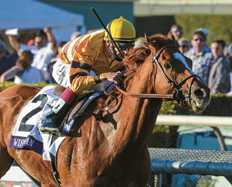 Wise Dan wins the 2012 Breeders&#39; Cup Mile