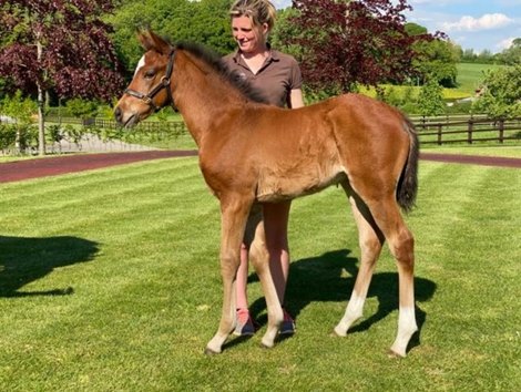 The Roaring Lion filly out of dual Group 1 winner Simple Verse (pictured at four weeks old)