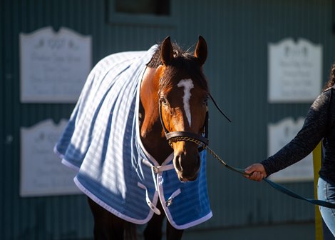 Maximum Security training at Santa Anita Park for new trainer Bob Baffert on May 13, 2020.